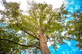 Best Root Management and Removal  in West Brownsville, PA