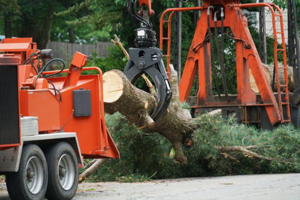 Best Arborist Consultation Services  in West Brownsville, PA