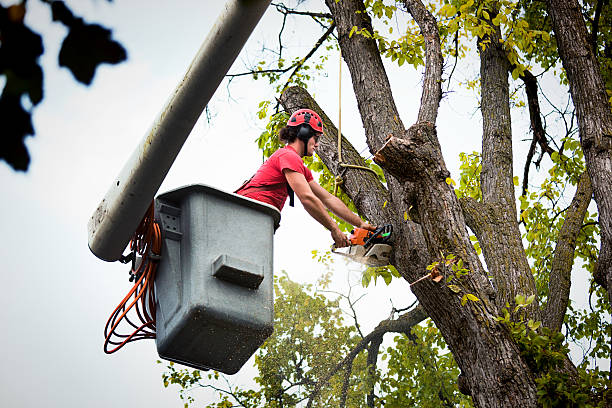 Best Tree Risk Assessment  in West Brownsville, PA