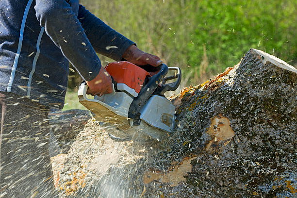 Best Tree Preservation Services  in West Brownsville, PA