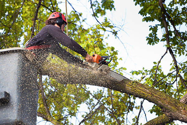 Best Storm Damage Tree Cleanup  in West Brownsville, PA